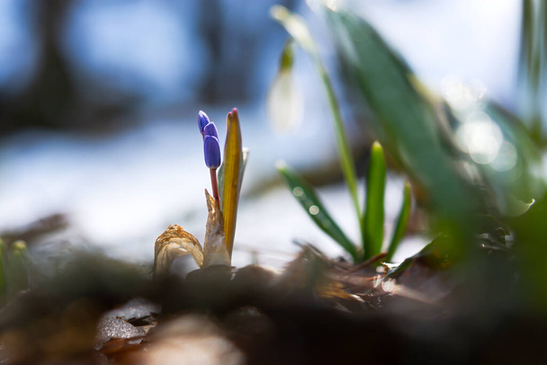 Kék hóvirág lat. Scilla közelkép az erdőben. Az első tavaszi virágok felébrednek. Fényes napfény. Vadon termő növények makrofotózása. A kora tavasz fogalma. Légköri háttér, lágy fókusz - Fotó, kép