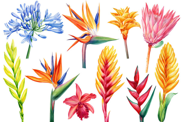 Conjunto de flores tropicales en blanco aislado, dibujo acuarela, pintura botánica, flora exótica - Foto, imagen