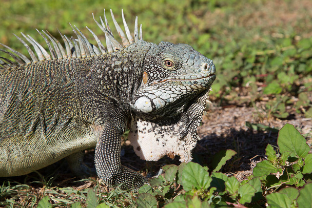 Green or American iguana outdoors - Foto, imagen
