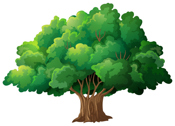 Ilustración de árboles - Vector, imagen