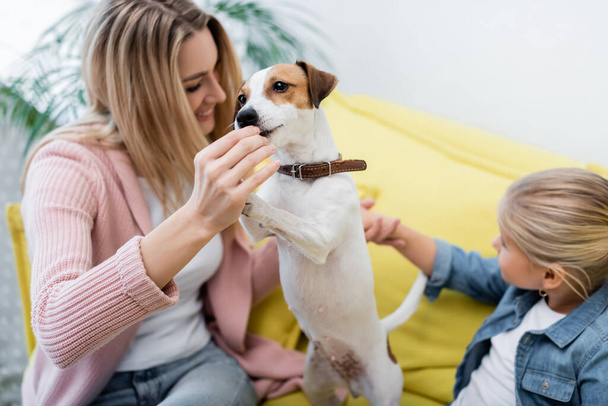 Jack russell terrier near blurred family on couch at home  - Foto, Imagem