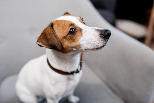 Jack russell terrier on blurred couch at home  - Foto, afbeelding