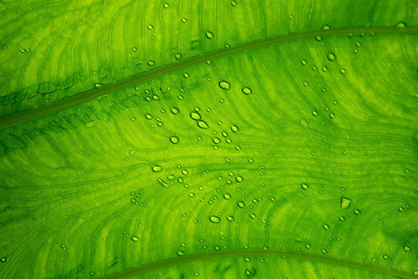 Close up Bright Green leaf with water drops for textured background - Photo, Image