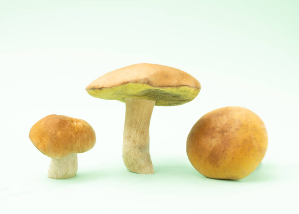 Three fresh organic mushrooms in different positions on a light green background. Minimal concept of healthy food - Fotografie, Obrázek