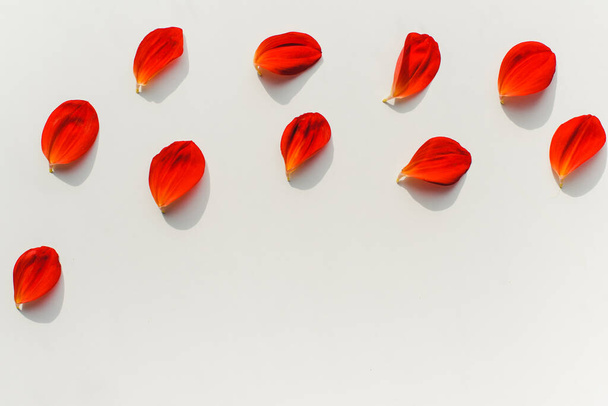 Red petals on a white background. Background from petals.  - Foto, Imagem