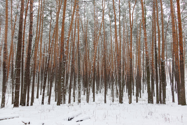 Beautiful forest winter, snowy landscapes. Snow lies on tree branches and on the ground.  - Foto, afbeelding