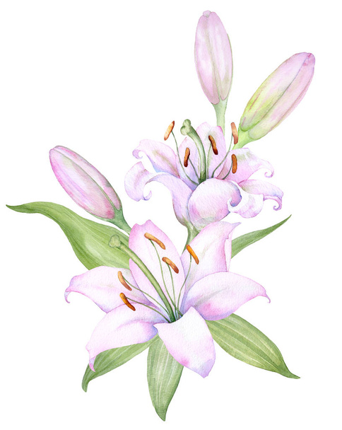Bouquet white lilies, watercolor flower arrangement - Vektori, kuva