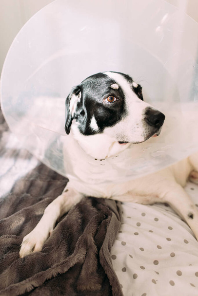 Sick labrador dog with elizabethan collar cone after surgical intervention lying in bed - Foto, afbeelding