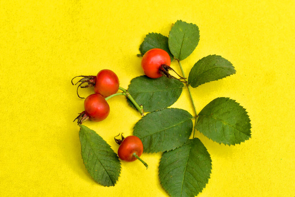 The picture shows ripe rose hips with green leaves on a yellow background. - Foto, Imagem