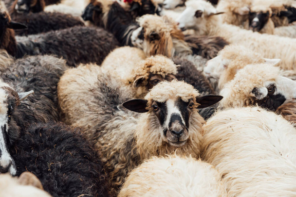 Κοπάδι πρόβατα, πρόβατα αγρόκτημα - Φωτογραφία, εικόνα