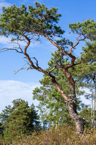 pine tree in the forest - Fotoğraf, Görsel