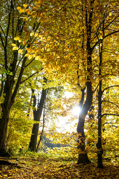 beautiful autumn forest landscape - Фото, изображение
