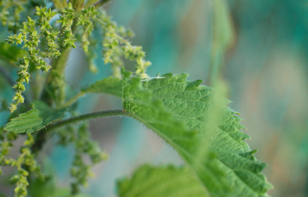 Nettle leaves closeup. Medicine plant - Photo, Image