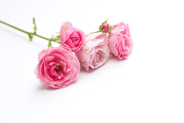 Pequeñas rosas rosadas en la mesa de madera blanca. Un fondo romántico suave. Fondo floral. Vista superior, cama plana. Flores, primavera, concepto de verano .Romance concepto. Espacio vacío para tu texto. - Foto, imagen