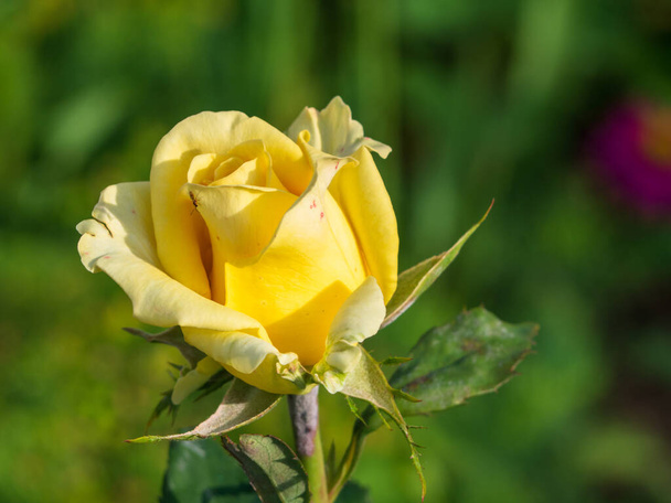 Natural yellow rose without processing with flaws and insects in a green garden. Close-up of a yellow rose bud in natural conditions. Flower card for Mother's Day or Valentine's Day. - Fotoğraf, Görsel