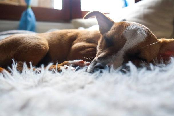A las mascotas les encanta dormir en la alfombra. Hermoso, juguetón, feliz, perro marrón - Foto, Imagen