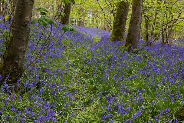 Bluebells in a UK woodland in springtime. UK wildflowers blooming in the trees. Ribble valley landscape - Fotografie, Obrázek