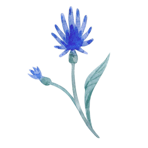 Watercolor illustration of blue flower isolated on white background. - Φωτογραφία, εικόνα