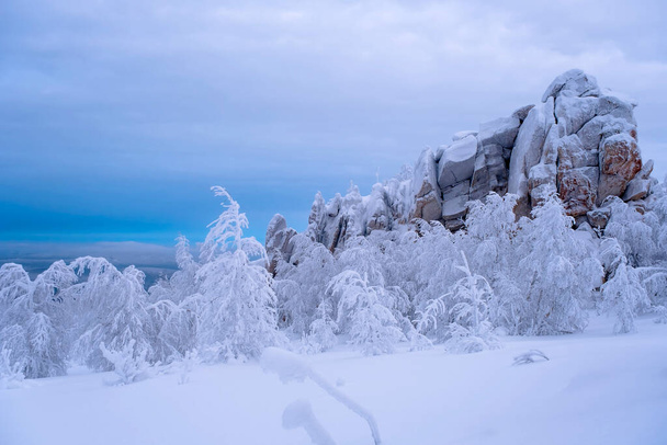 rami di alberi innevati contro il cielo blu dopo una forte nevicata nelle montagne degli Urali. - Foto, immagini
