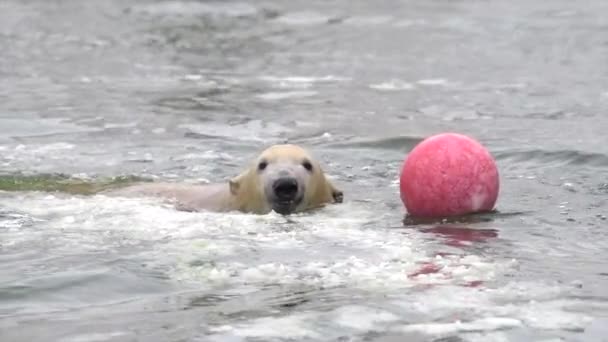 Jegesmedve télen hóeséskor, hideg vízben úszik a törött jégen. Fiatal jegesmedve játszik a labdával az állatkertben. 4k Cinematic lassított felvétel - Felvétel, videó