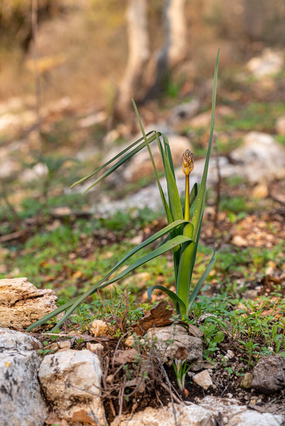 The buds of the wild white Asphodel plant growing up in the middle of the plant on a wooded slope in Kiryat Tivon, Israel - Foto, Imagem