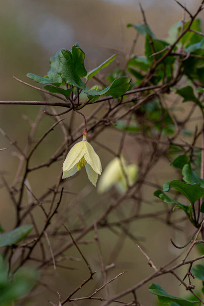 Delicate light yellow flower of Clematis cirrhosa vine which grows wild climbing trees in Israel. Other names  Early Virgin's Bower,  Traveller's Joy, Jingle Bells, Wisely Cream - Foto, immagini