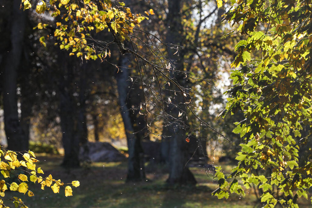 Beautiful autumn vibe sunlught view of lovely branch details. Photo taken on a warm summer day. - Fotoğraf, Görsel