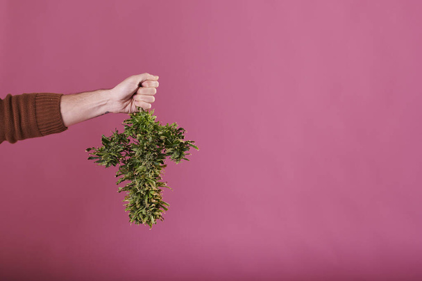 A man's hand holding a cut cannabis plant on pink background - Foto, Bild