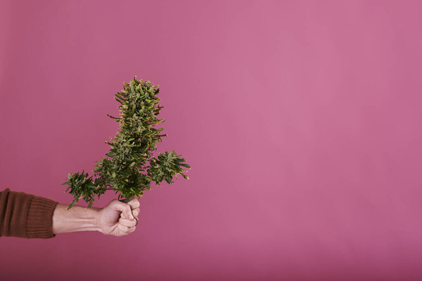 Чоловік тримає розрізану рослину конопель на рожевому тлі
 - Фото, зображення