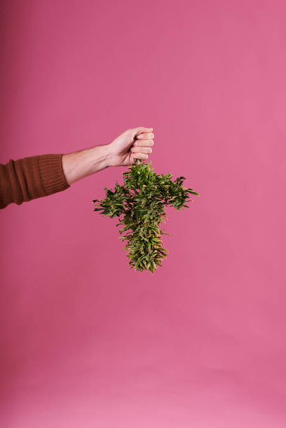 A man's hand holding a cut cannabis plant on pink background - Foto, Imagen