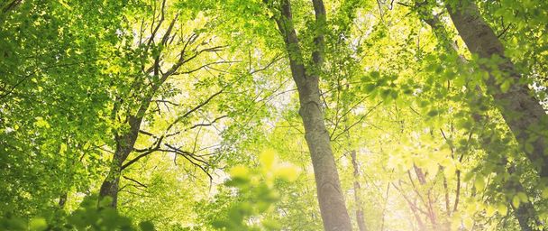 Панорамный вид на зеленый летний буковый лес. Солнечный свет сквозь могучие деревья. Охрана окружающей среды, экология, чистая природа, экотуризм. Идиллический пейзаж - Фото, изображение