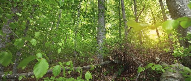 Vista panorâmica da floresta verde de faia de verão. Luz solar através das árvores poderosas. Conservação ambiental, ecologia, natureza pura, ecoturismo. Paisagem idílica - Foto, Imagem