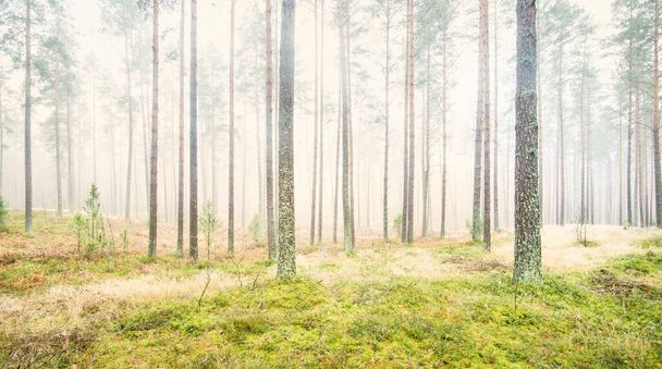 Ścieżka przez wiecznie zielony las w białej mgle. Potężne sosny, mech, paproć, rośliny. Malowniczy widok panoramiczny. Jesień, wczesna zima. Czysta przyroda, ochrona środowiska, ekologia - Zdjęcie, obraz