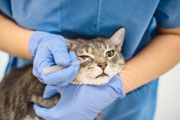 Médico veterinario utiliza gotas para los ojos para tratar a un gato - Foto, imagen
