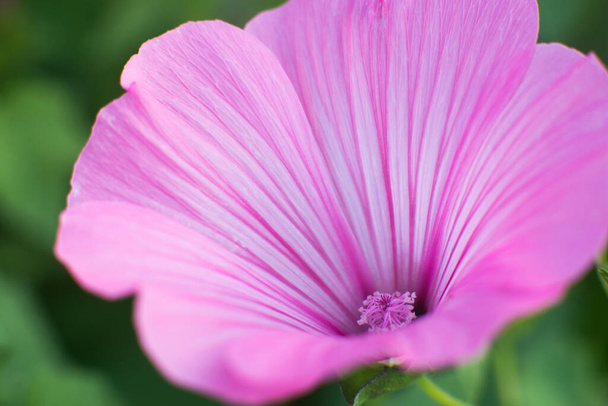 Pink lavatera background closeup. Botanical gardening. - Fotó, kép