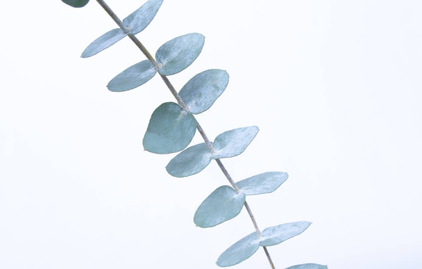 Eukalyptusblätter auf weißem Hintergrund. Blaugrüne Blätter an Zweigen für abstrakte Naturkulisse oder Poster - Foto, Bild
