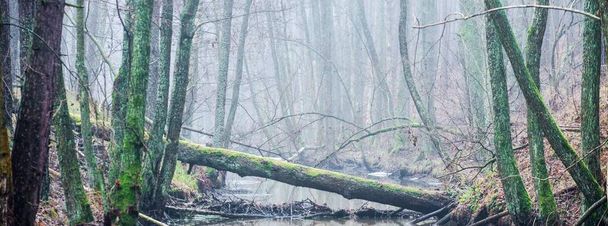 Forest river in a thick white fog. Winter. early spring. Dark atmospheric landscape - Photo, Image