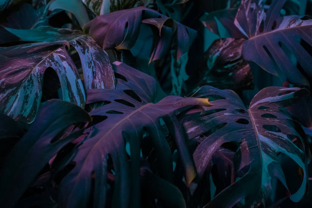 moody flora. Dark purple leaves of Swiss Cheese plant closeup. Houseplants in a modern interior. Blur and selective focus. Full frame.  - Фото, изображение