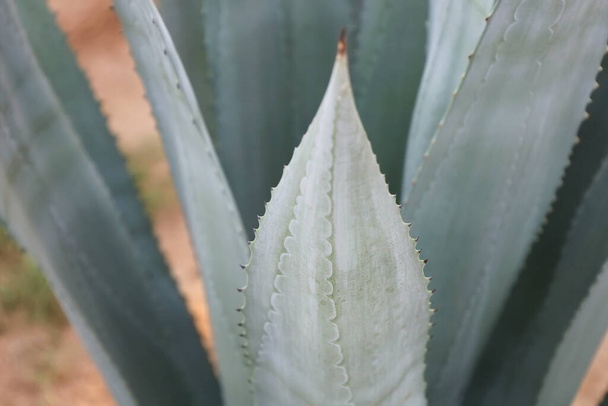 Details blue leaf of Agave americana. Species of flowering plant in family Asparagaceae. Thick and fleshy leaves with sharp thorns of maguey. Common names century plant or American aloe. Soft focus - 写真・画像