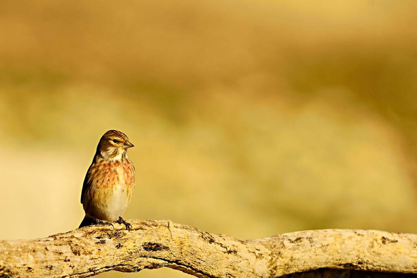 The common linnet is a species of passerine bird in the Fringillidae family. - Photo, Image