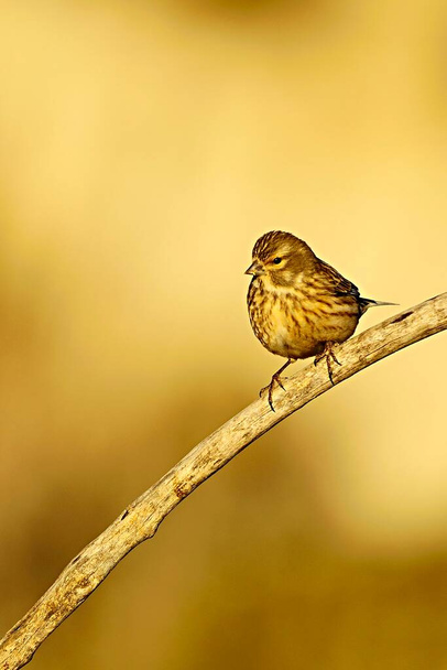 El linnet común es una especie de ave paseriforme de la familia Fringillidae.. - Foto, imagen