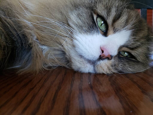 テーブルの上のラガムフィン猫の休憩 - 写真・画像
