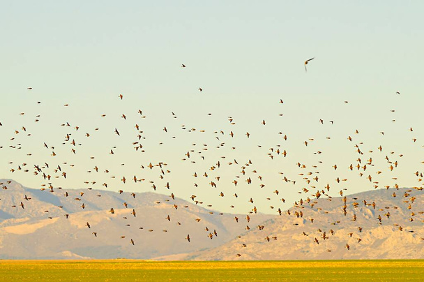 El linnet común es una especie de ave paseriforme de la familia Fringillidae.. - Foto, imagen