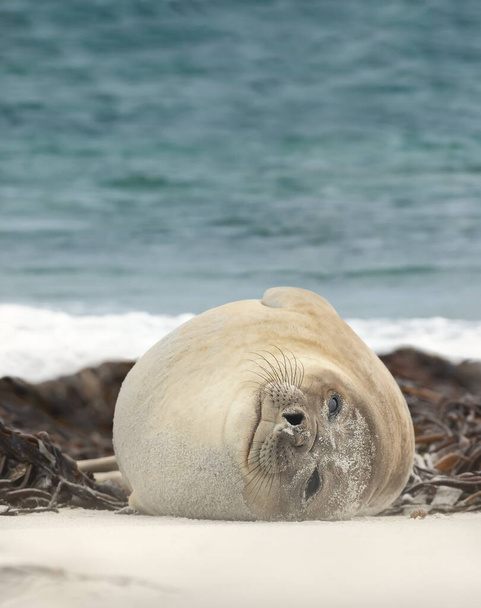 Крупный план тюленя южного слона, лежащего на песчаном пляже в прибрежной зоне Атлантического океана, Фолклендские острова. - Фото, изображение