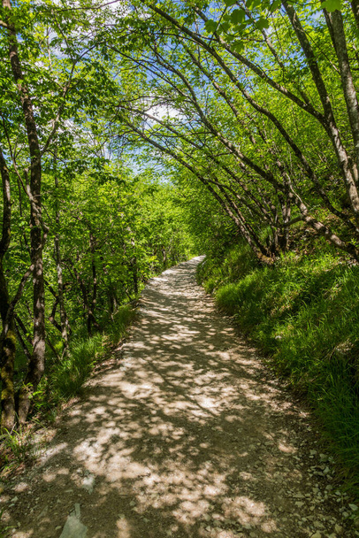 Hiking path in Plitvice Lakes National Park, Croatia - Foto, immagini