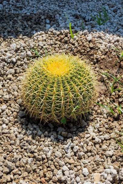 Big round cactus, Selective focus close-up top-view shot on Golden barrel cactus cluster. Well known species of cactus, endemic to east-central Mexico widely cultivated as an ornamental plant. - Zdjęcie, obraz