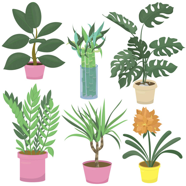 ficus, bamboo, monstera, dracaena, clivia and zamioculcas, houseplant - vector illustration flat style elements set - Vektor, Bild
