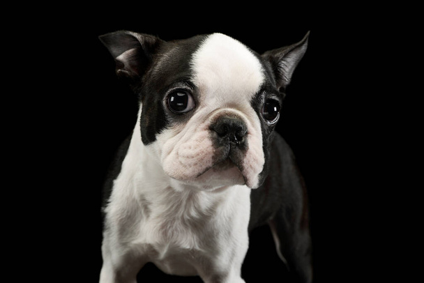 Portrait of an adorable Boston Terrier looking curiously at the camera - Foto, afbeelding