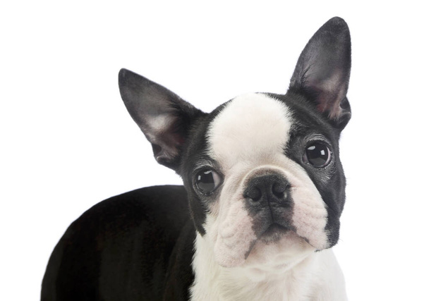 Portrait of an adorable Boston Terrier looking curiously at the camera - Фото, изображение