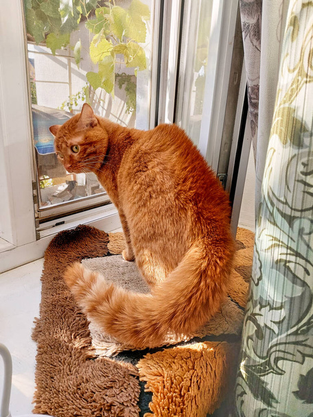 A mongrel red cat looks out the window, scared, fur on end, back arched. The cat is timid, aggressive, defends itself. The cat fluffed his tail out of fear on the windowsill. - Foto, Imagen